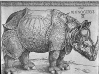 rhino